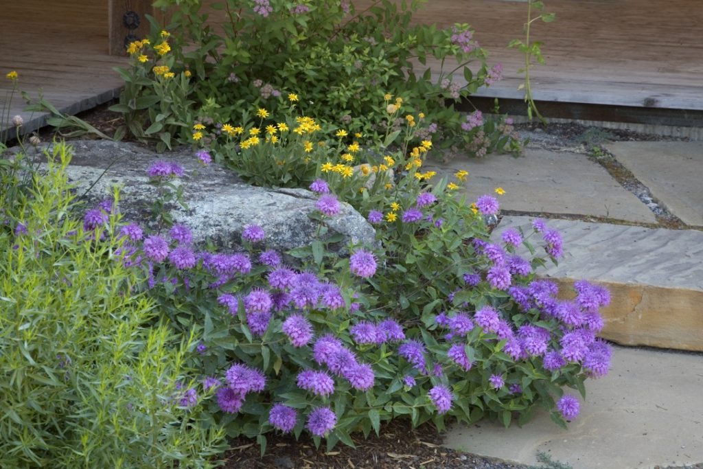 Detail photo of native plantings along rock landing