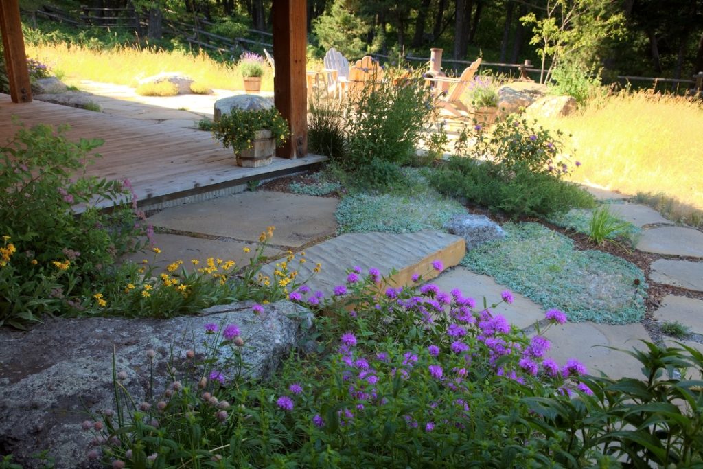 Photo of ground cover and native plantings