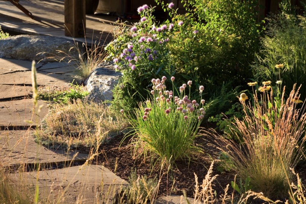 Photo of rock path with flowering native plantings