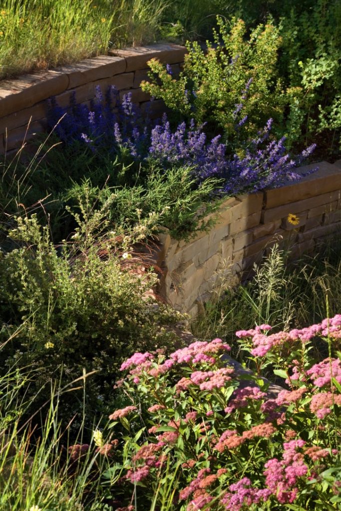 Photo of rock terraces with native plantings