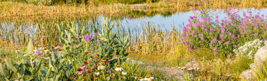 Photo of pond with native plantings designed for texture